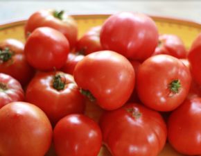 西紅柿（番茄）的功效作用、種植環境要求及旱地高產種植技巧