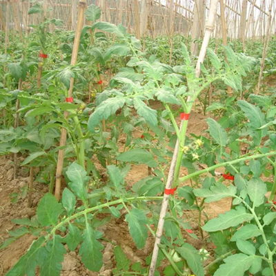 高效便捷的爬秧類作物捆綁解決方案——通用架秧捆綁機