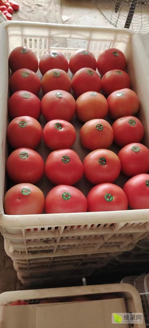 內蒙古赤峰市寧城縣大城子精品西紅柿 番茄架的綠色傳奇