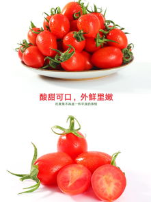 千禧圣女果 既是美味小番茄，也是營養孕婦食品