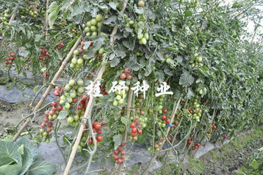桂研新品添丁成功，粉色水果番茄表現亮眼