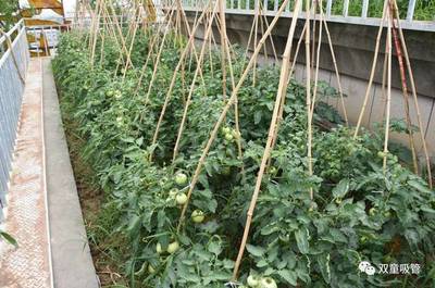 邀你打卡“網(wǎng)紅空中菜園”！“雙童”蔬果喜獲豐收，工業(yè)區(qū)里的田園詩篇