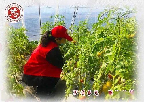 齊齊哈爾 不負(fù)春光播種希望，讓勞動(dòng)之花在志愿服務(wù)中綻放