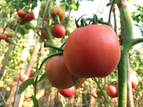 數(shù)九寒天綠意濃，電焊網(wǎng)中碩果累