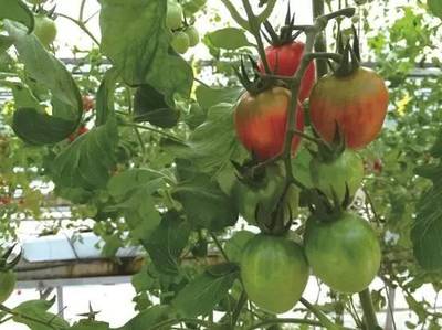 2016年最酷的100項科技創(chuàng)新 內(nèi)陸水產(chǎn)養(yǎng)殖銷售領(lǐng)域的中國企業(yè)力量