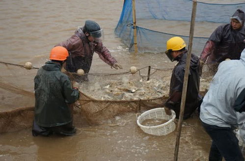 珠海金灣區(qū)黃鰭鯛滯銷問題緩解，內(nèi)陸水產(chǎn)養(yǎng)殖銷售助力市場回暖