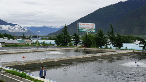 高原魚蝦游進尋常百姓家 珠海援藏力量填補西藏水產(chǎn)養(yǎng)殖產(chǎn)業(yè)化空白