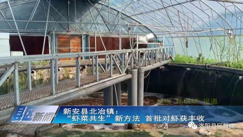 蝦菜共生 內(nèi)陸水產(chǎn)養(yǎng)殖與無(wú)土栽培的完美牽手，實(shí)現(xiàn)年產(chǎn)值7000萬(wàn)元雙豐收