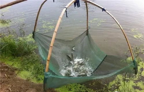 內(nèi)陸水產(chǎn)養(yǎng)殖銷售 把握未來(lái)趨勢(shì)，養(yǎng)殖者行動(dòng)指南