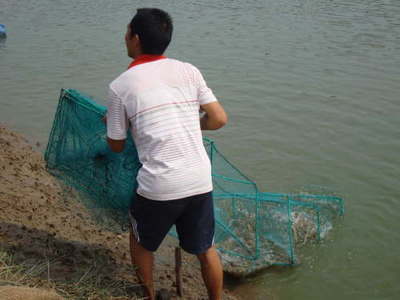 湖南常德澧縣 內(nèi)陸轉(zhuǎn)型結(jié)碩果，南美白對蝦養(yǎng)殖已成特色產(chǎn)業(yè)