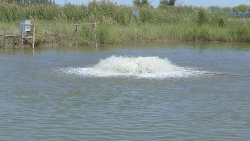 烏拉特前旗兩家水產(chǎn)健康養(yǎng)殖示范場入選“國家隊”，引領(lǐng)內(nèi)陸水產(chǎn)養(yǎng)殖銷售新篇章