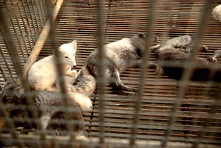 南充花好動(dòng)物園盛大開園，科學(xué)飼養(yǎng)打造動(dòng)物樂園