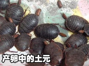 土元養(yǎng)殖市場(chǎng)全解析 價(jià)格、圖片與河南養(yǎng)殖公司指南