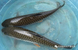 水產(chǎn)養(yǎng)殖技術(shù)終極致富秘籍 收藏