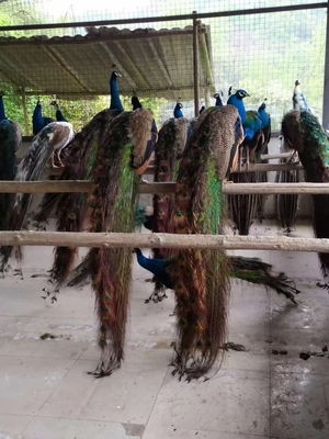 貴陽(yáng)動(dòng)物園駱駝?dòng)^賞與養(yǎng)殖租賃全指南