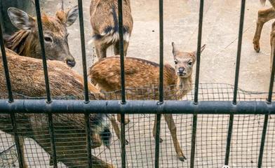 閉園改造前，用35張圖告別武漢動(dòng)物園 致那些被時(shí)光記下的鮮活瞬間